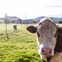 Afternoon Moos